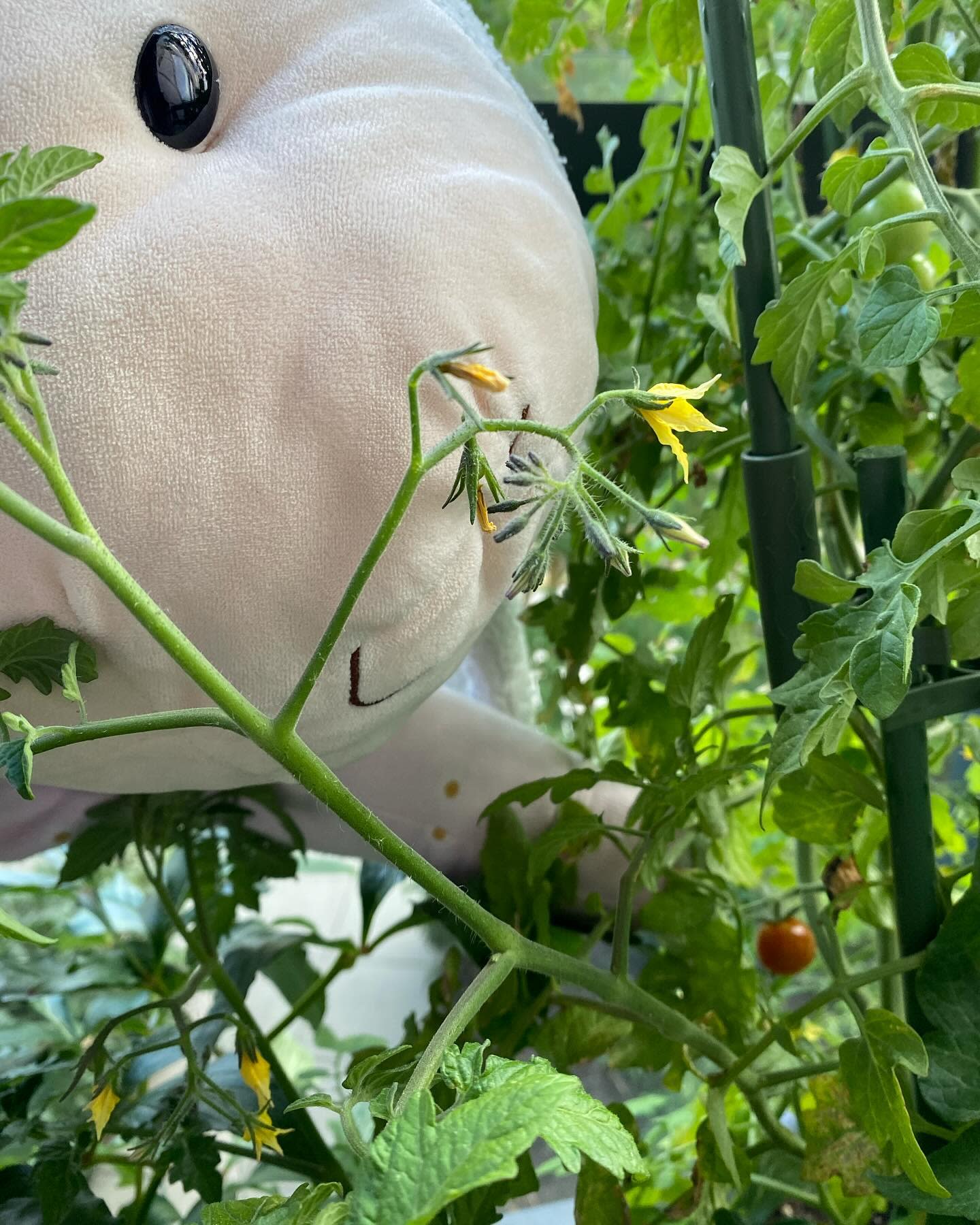 My sweet million cherry tomato is finally turning orange!
