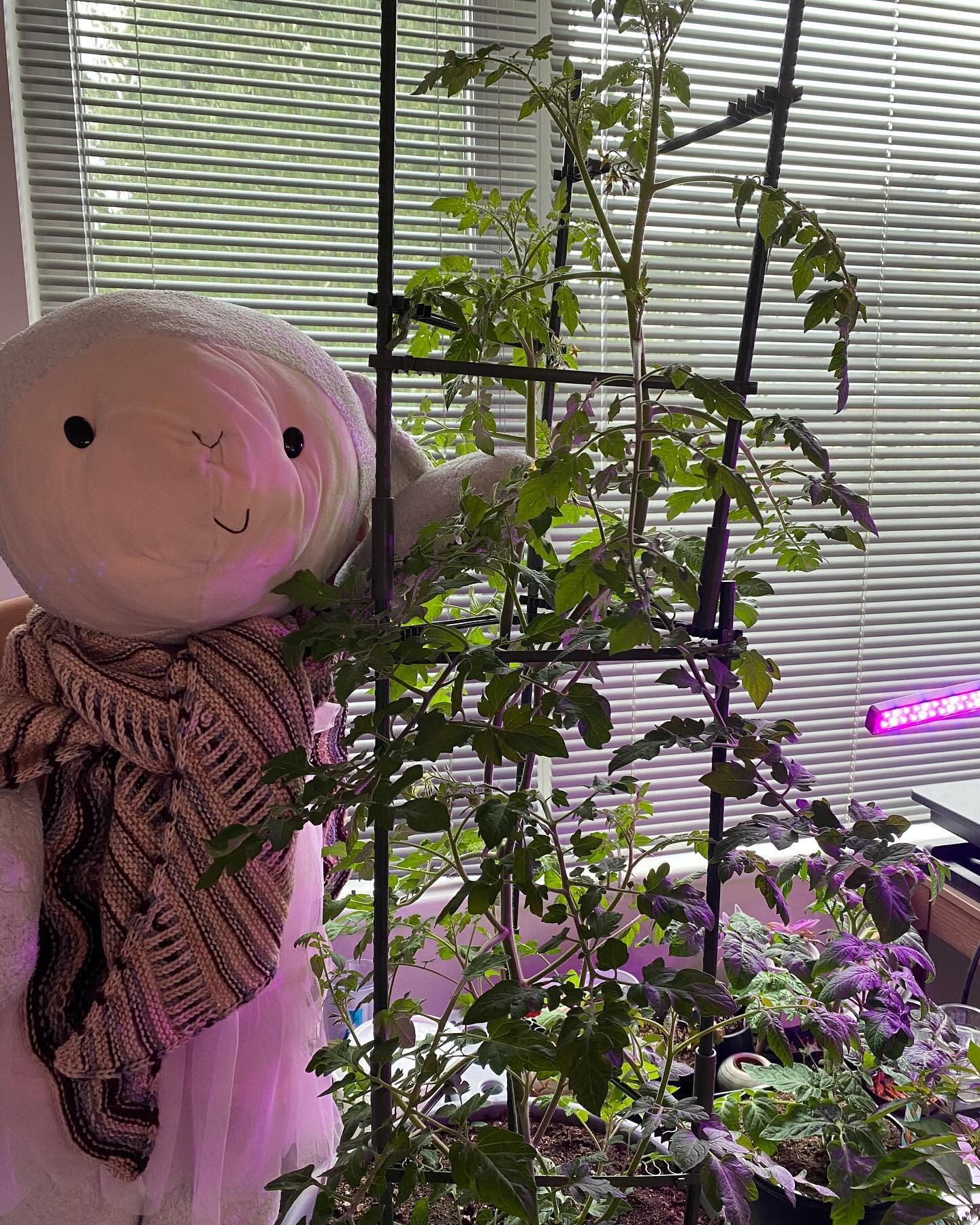 My sweet million tomato plant is taller than me!