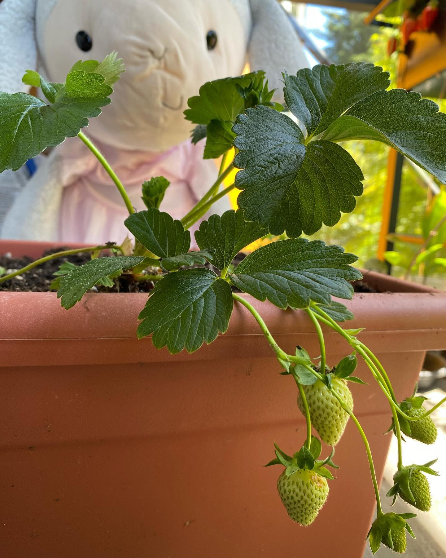 My new strawberry plant is growing some berries!