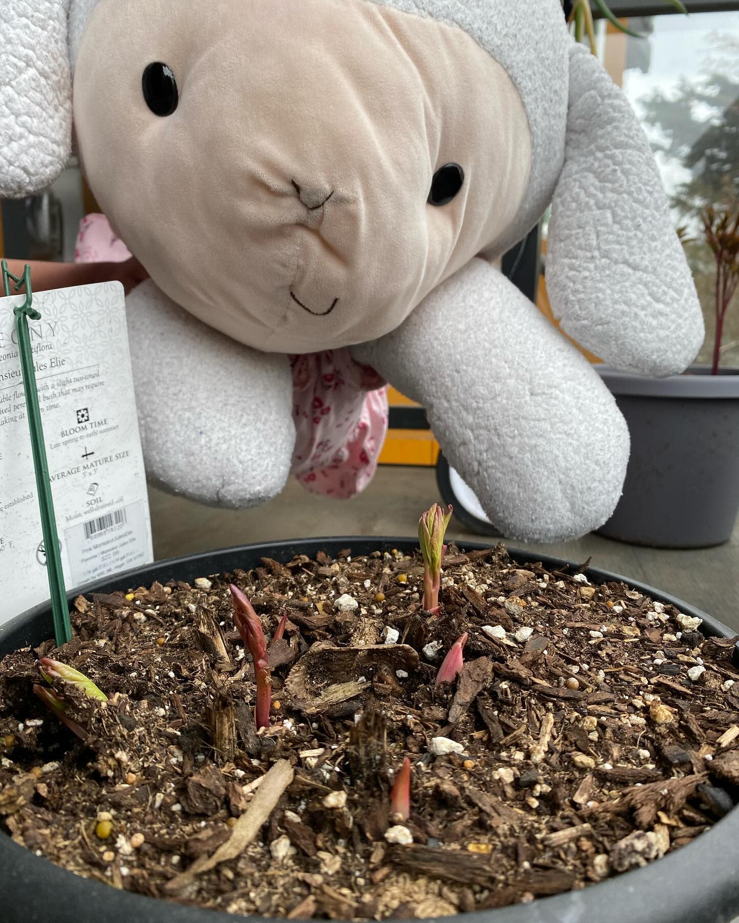 My second peony plant is doing well!