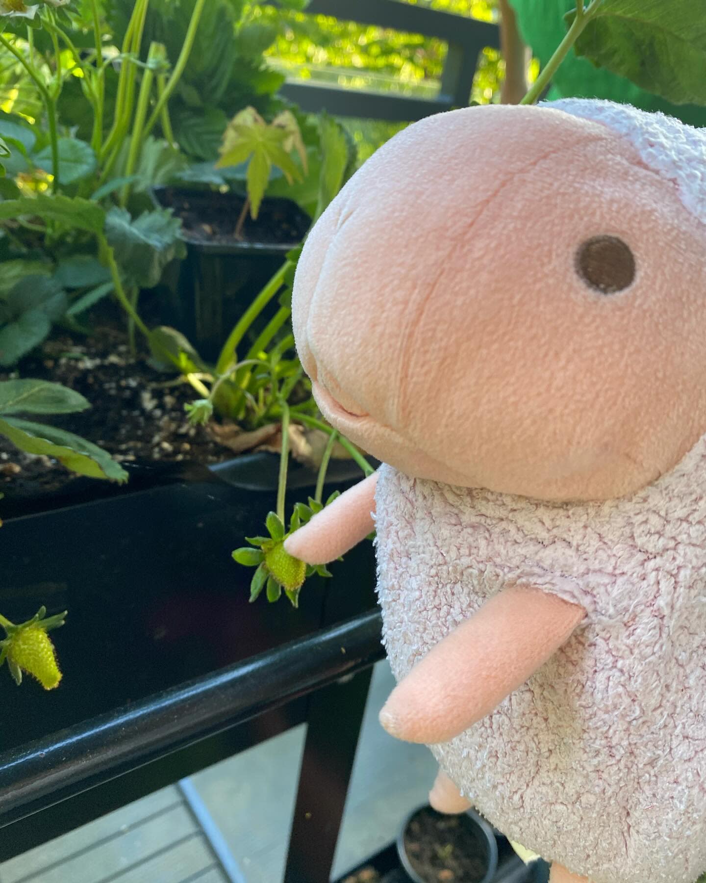 My strawberries are growing and they are looking pretty green
