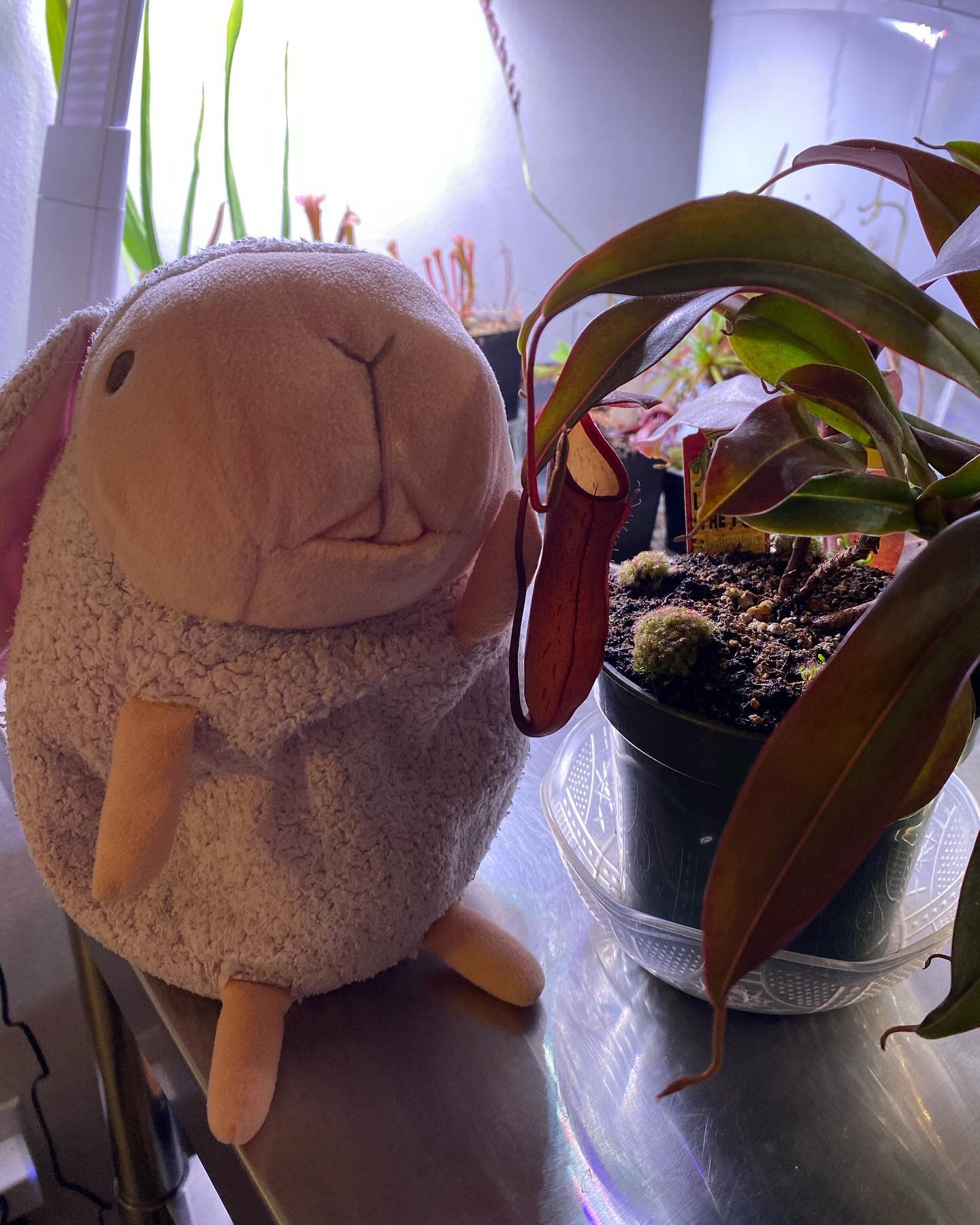 My nepenthes just grew a large pitcher!
