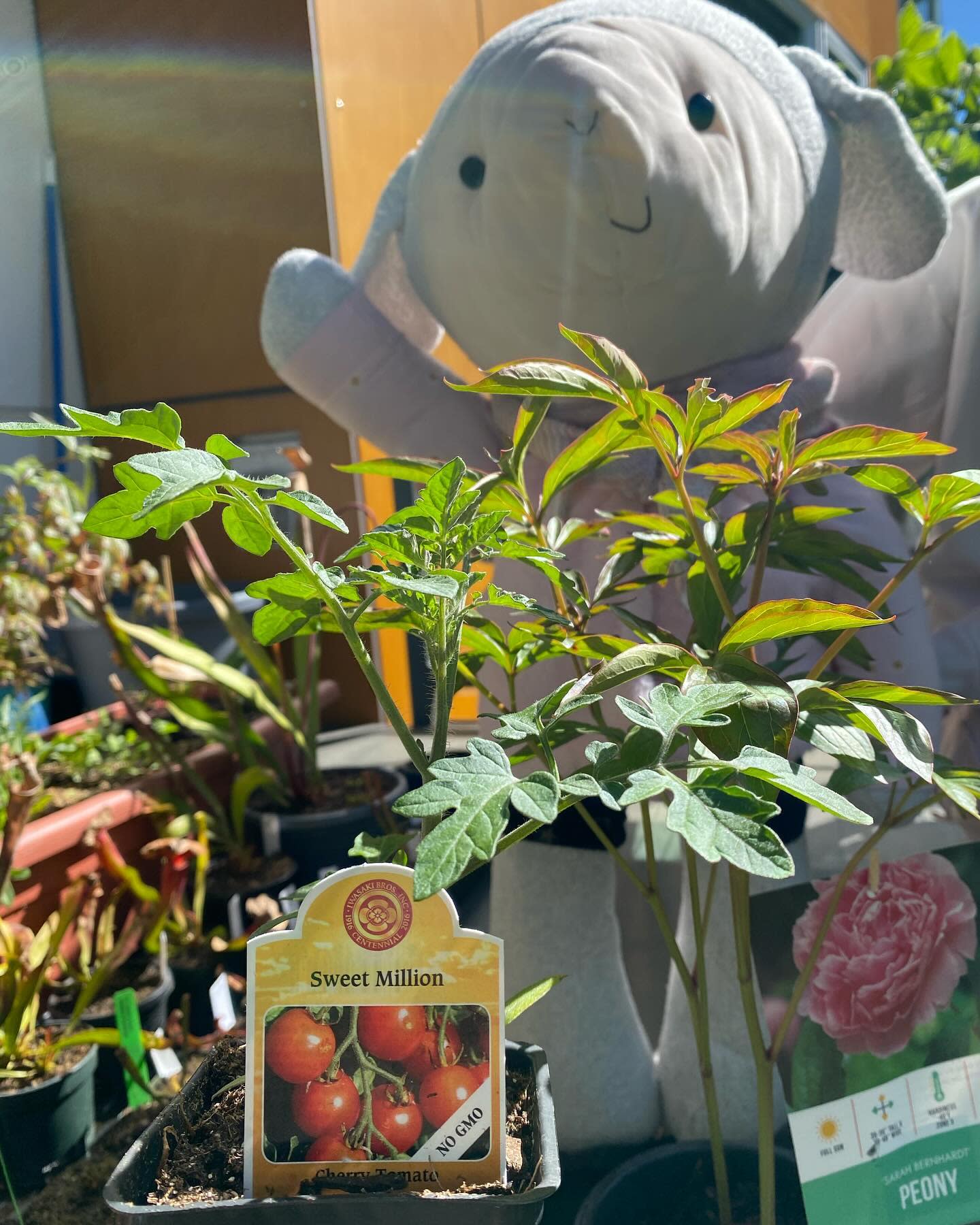 I got a Sarah Bernhardt Peony to add to my collection 🌸
And I got my favorite cherry tomato variety Sweet Million!