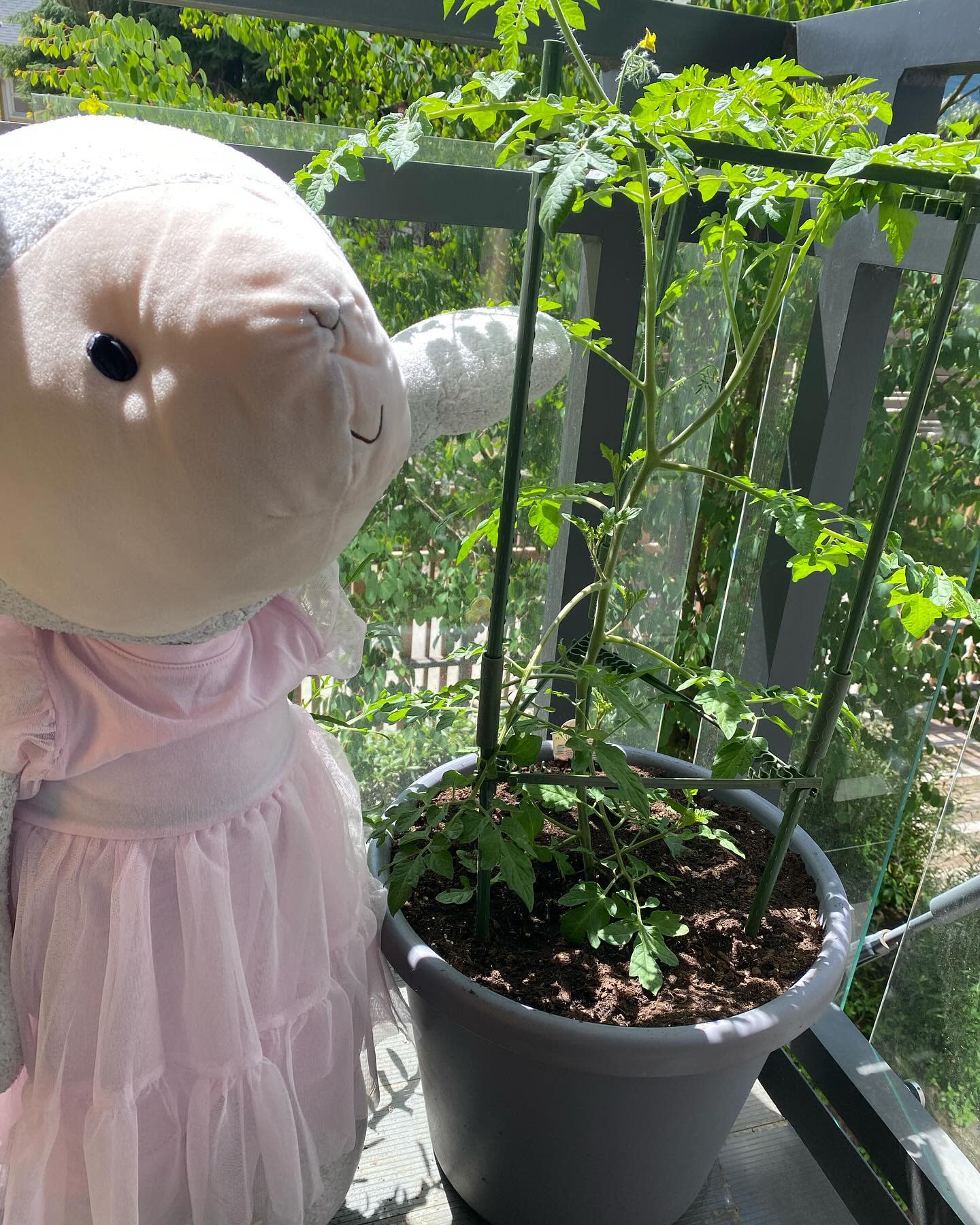 I got a tomato cage to help hold it up as it grows taller!
