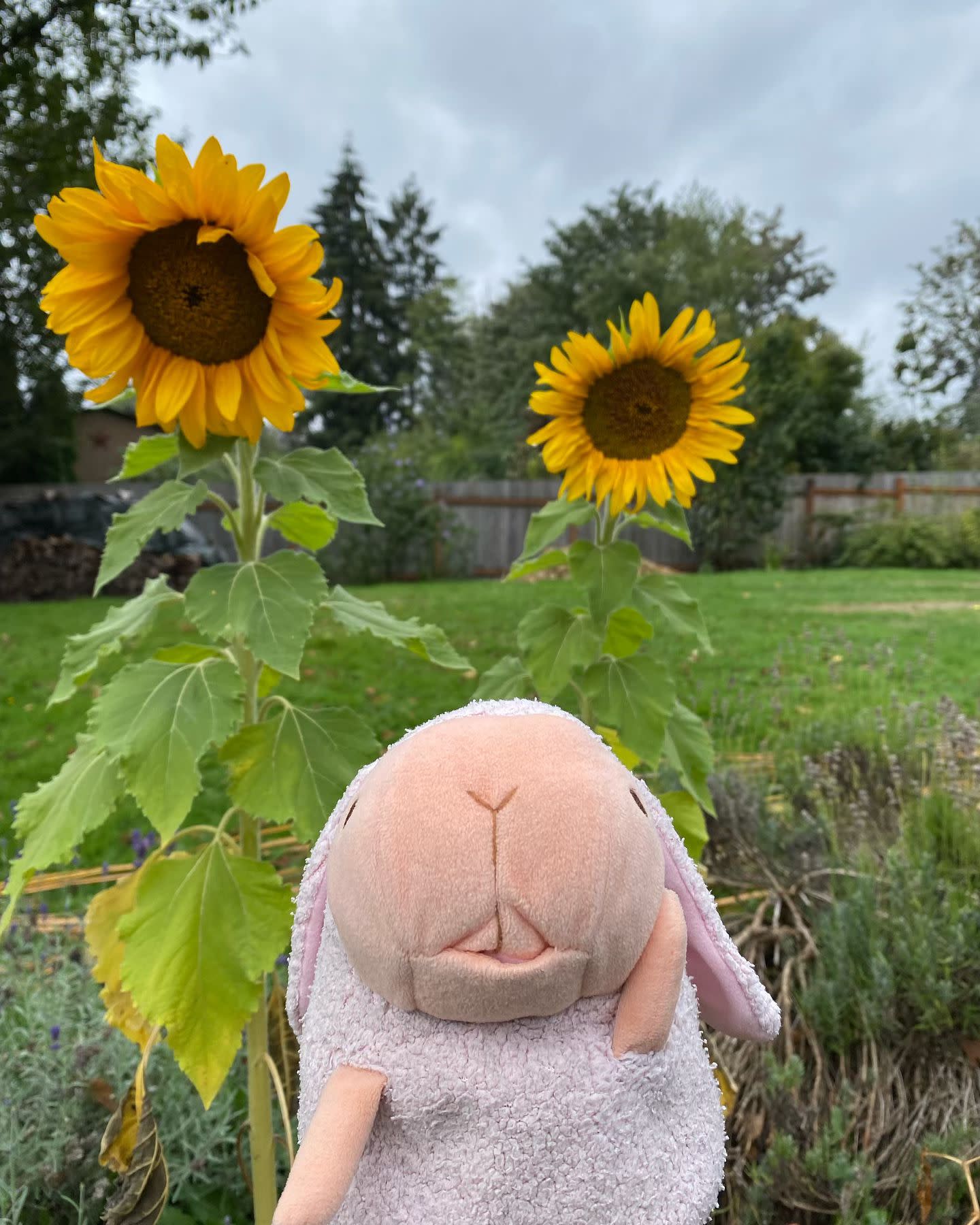 Look at my pretty sunflowers!