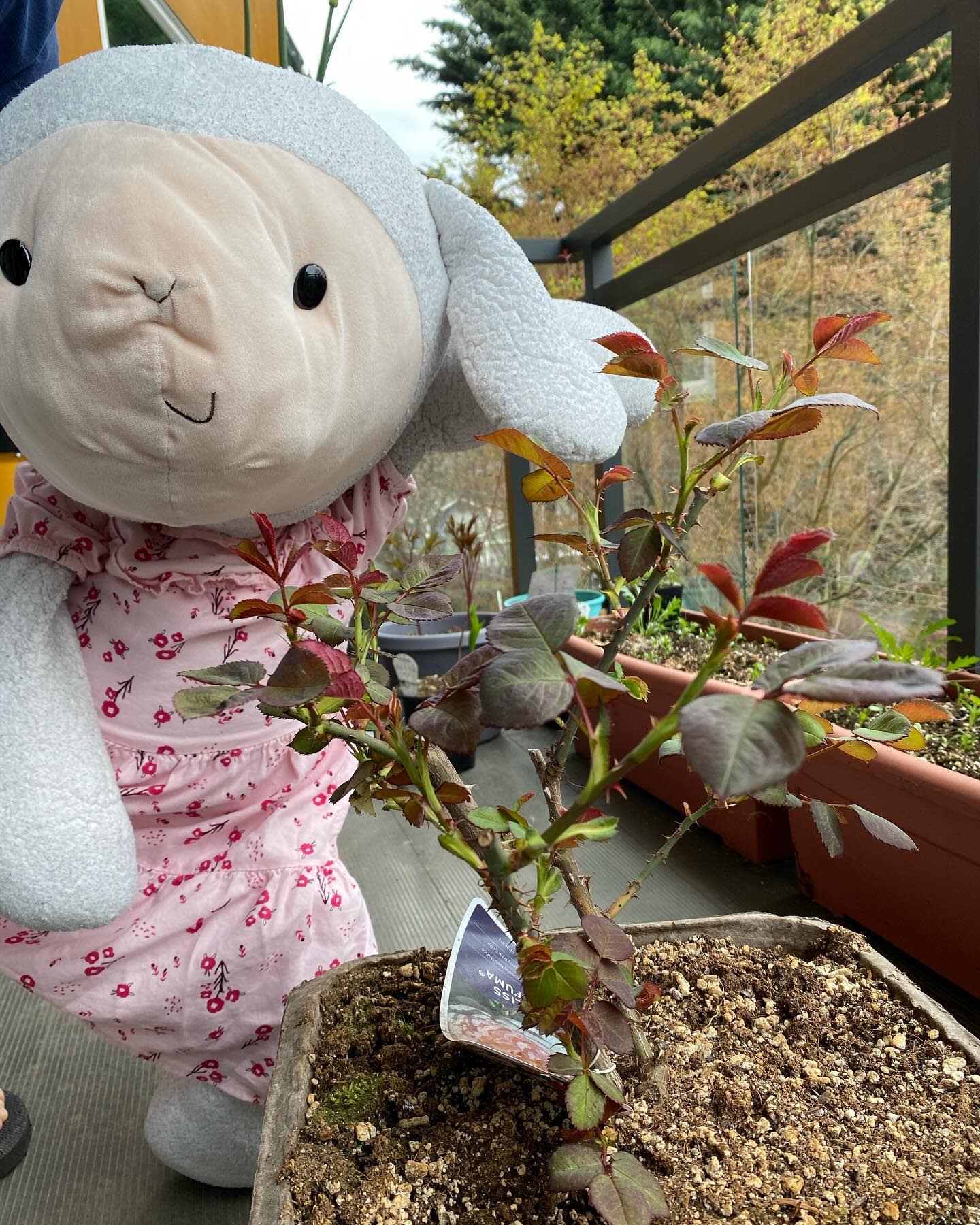 My rose bush is also waking up!