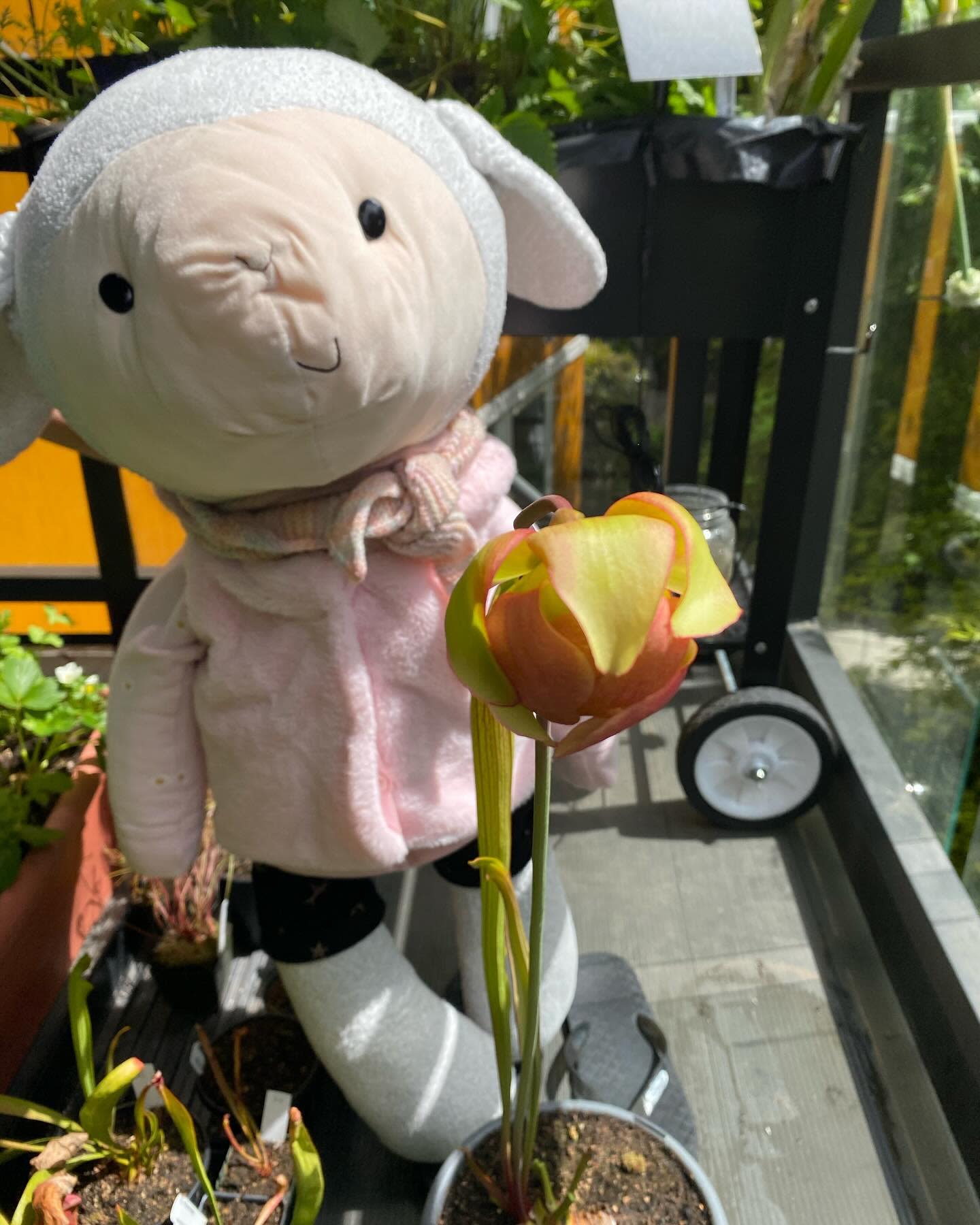 My sarracenia flower is opening!!