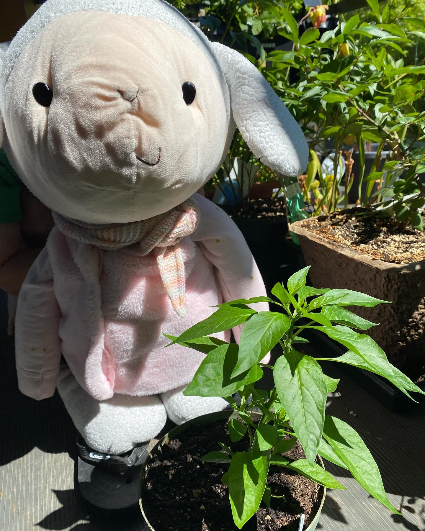 My pepper plant is getting bigger!