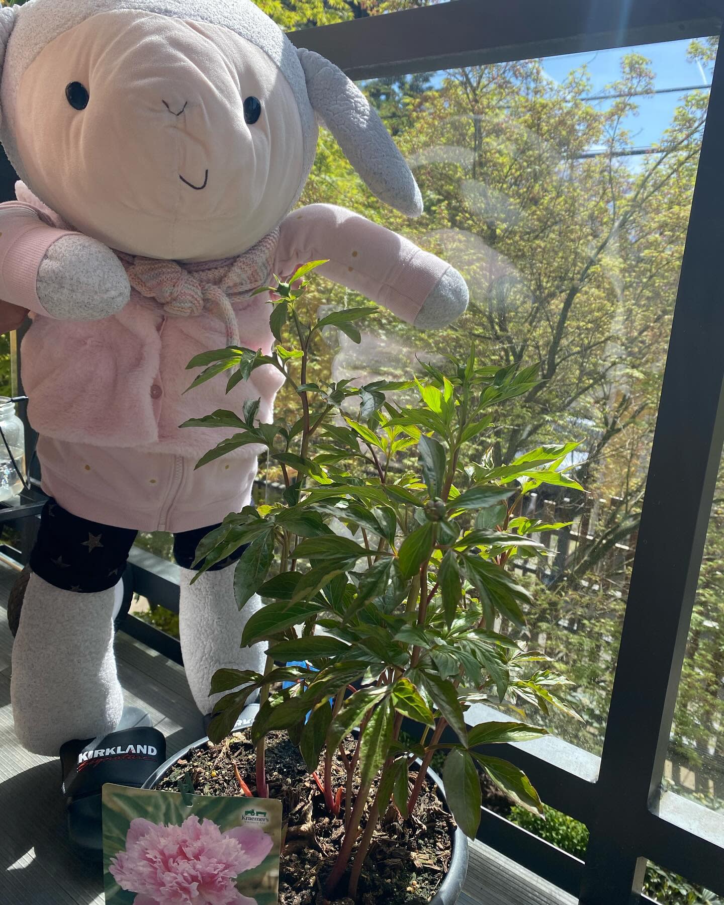 Lots of buds are growing on it, I can’t wait to see it bloom!