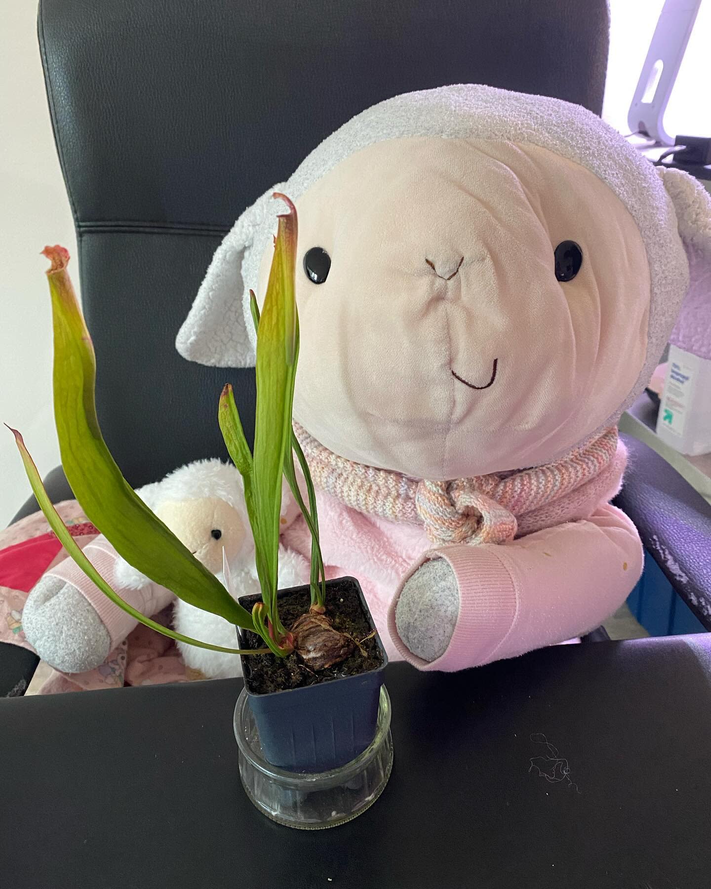 Here’s another update on my sarracenia rhizome cutting!