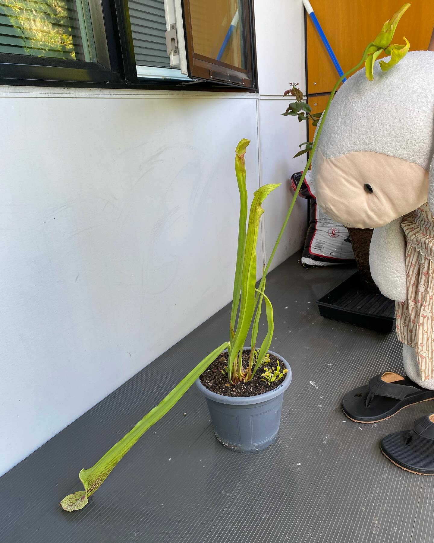 It was so windy the last couple of days that my sarracenia broke!