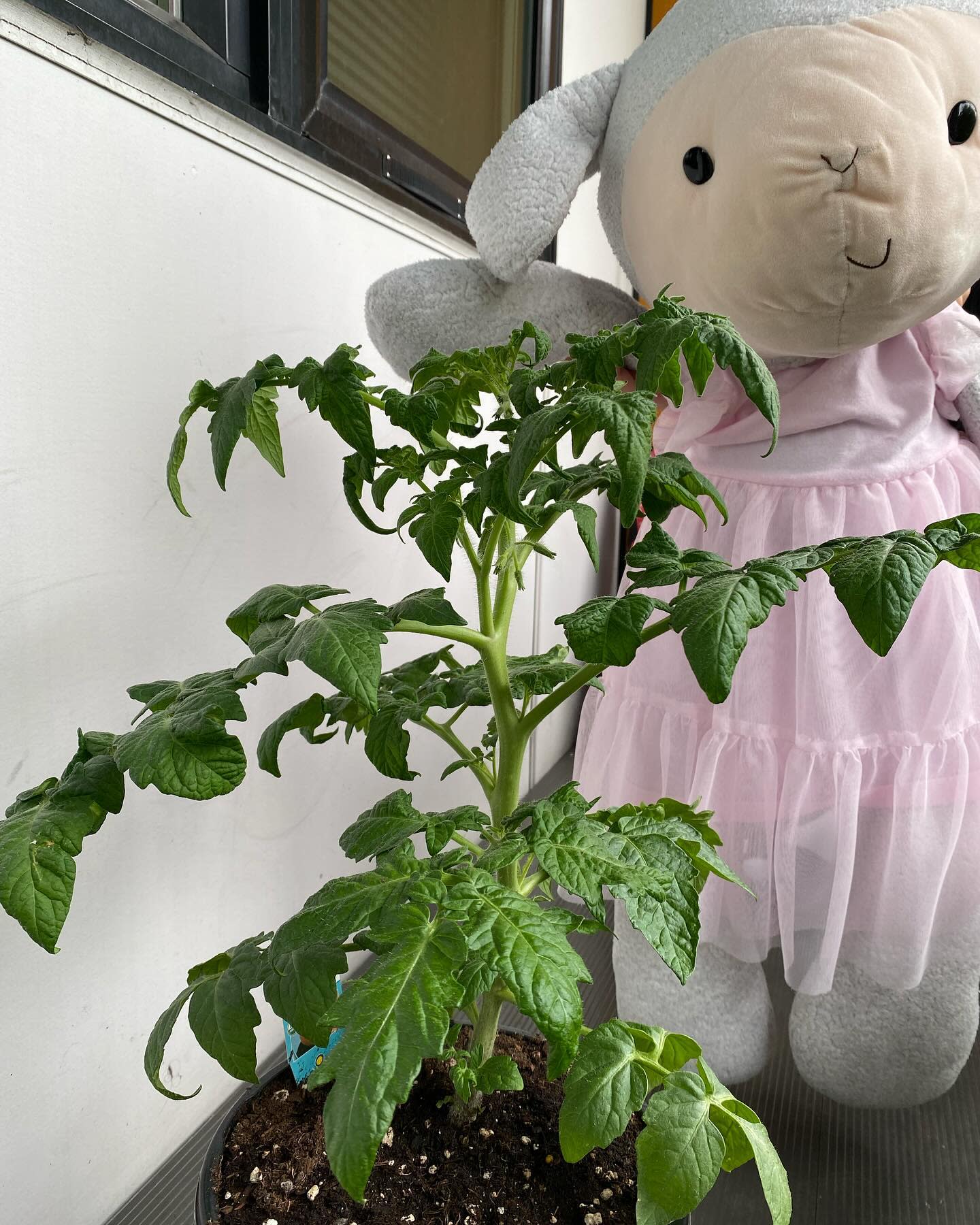 I haven’t posted about THIS tomato plant in a while!