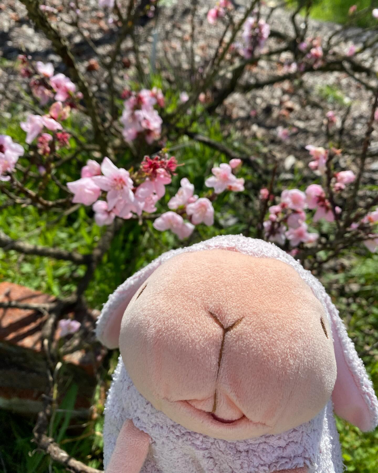 I think they might be peach flowers but I am unsure