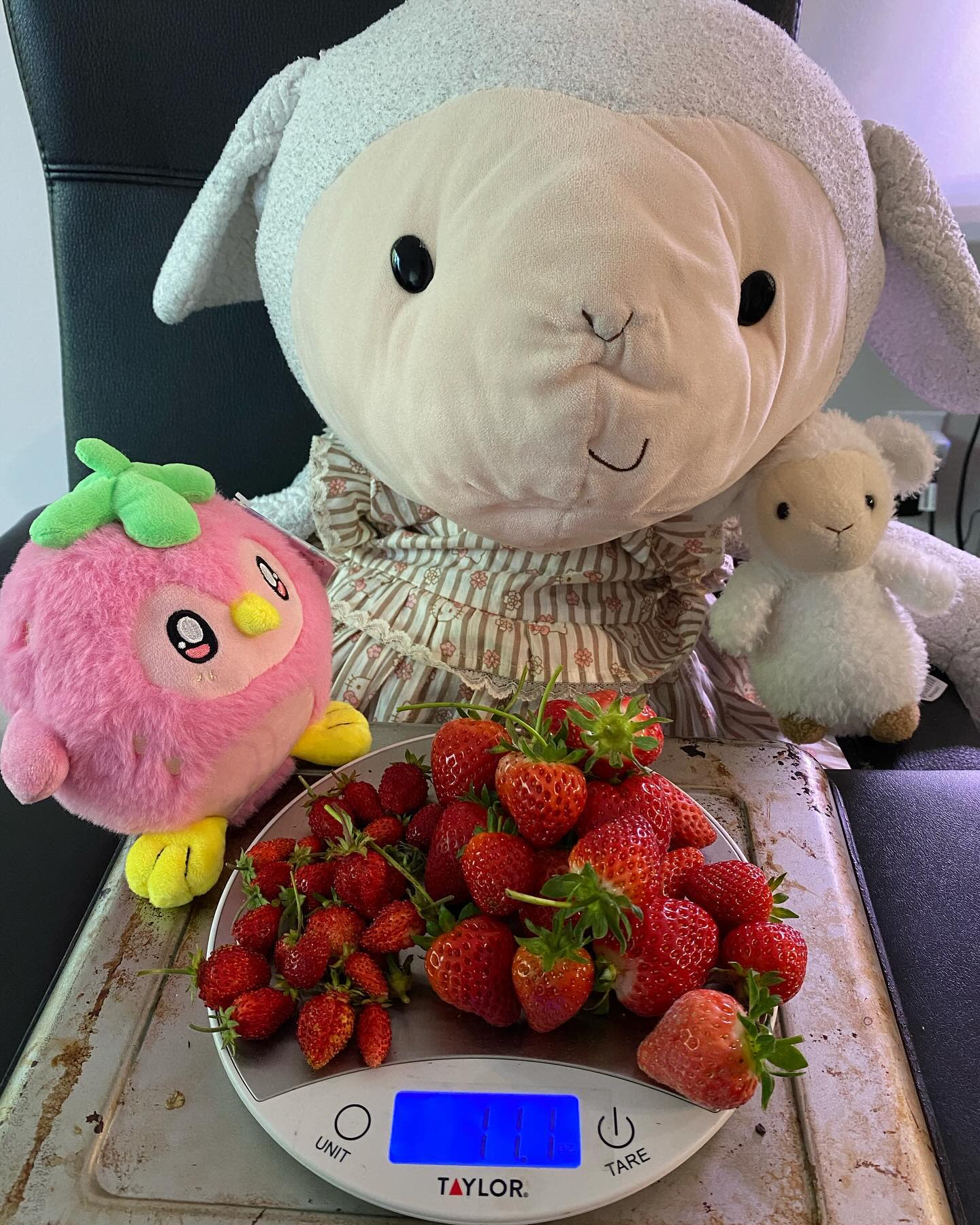 1 oz of strawberry harvest today!