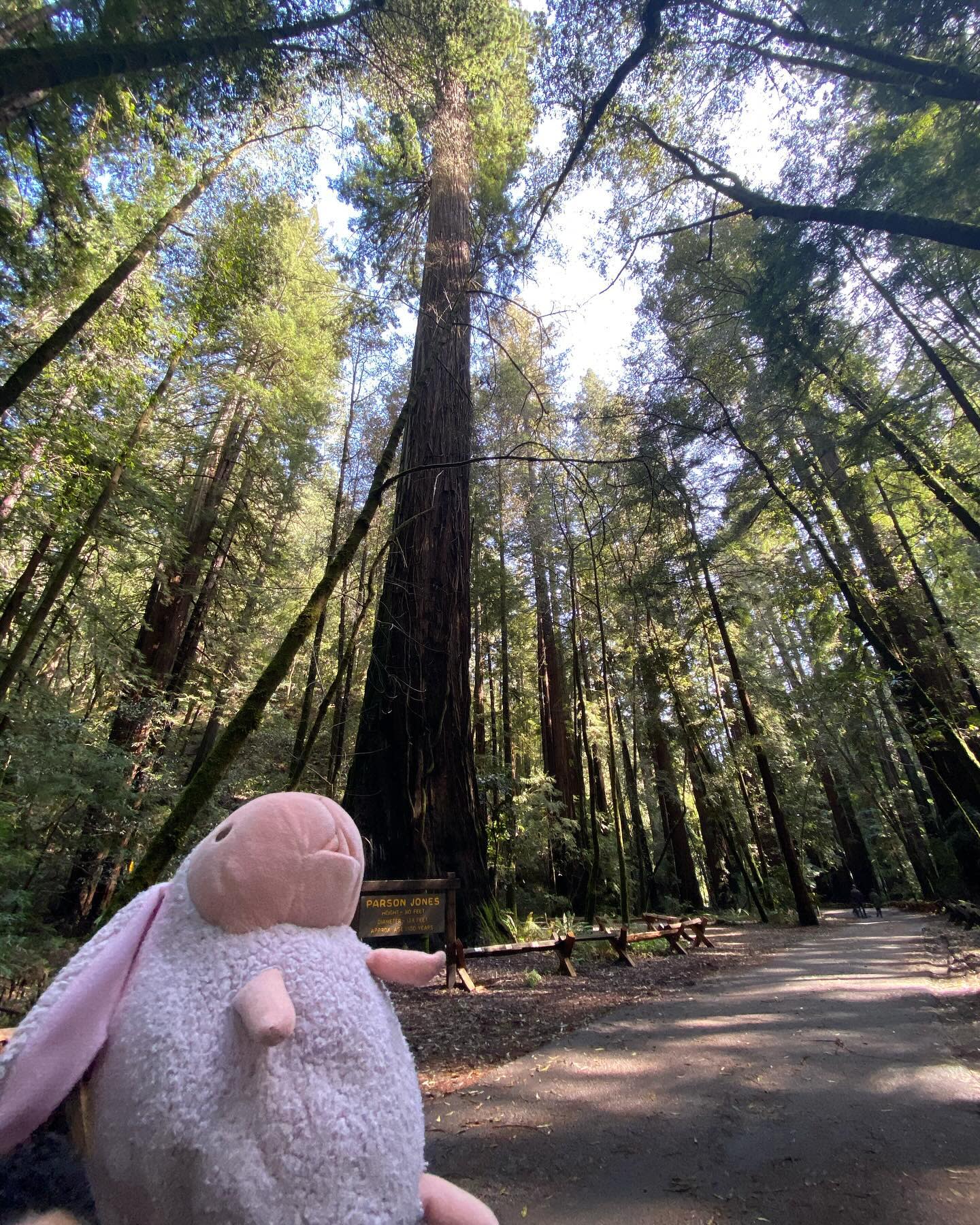 It is the tallest tree in the grove standing at 310 feet tall!