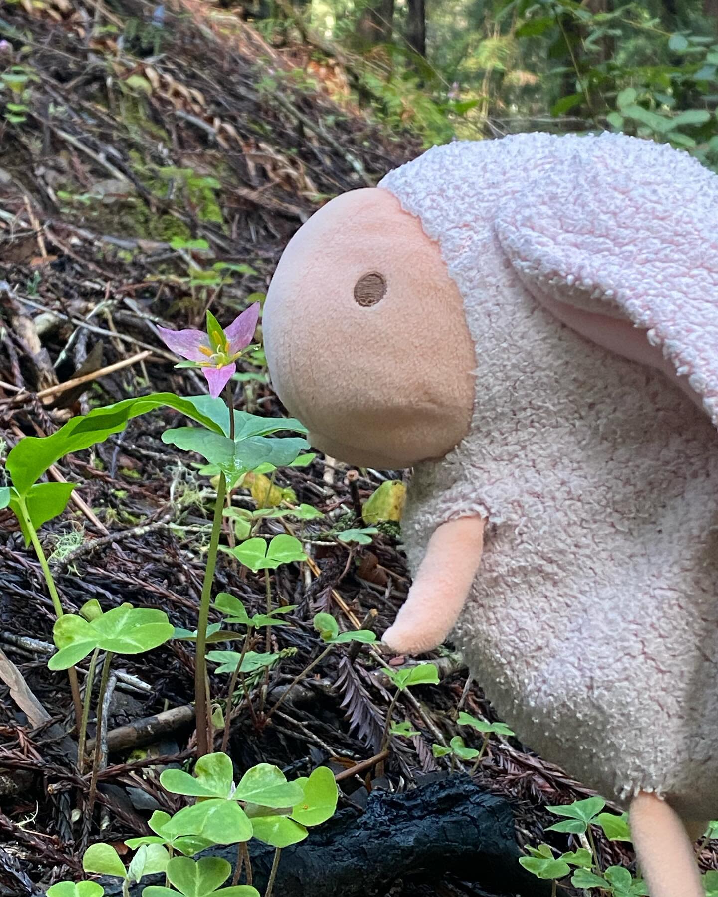I saw some trillium in the forest!
