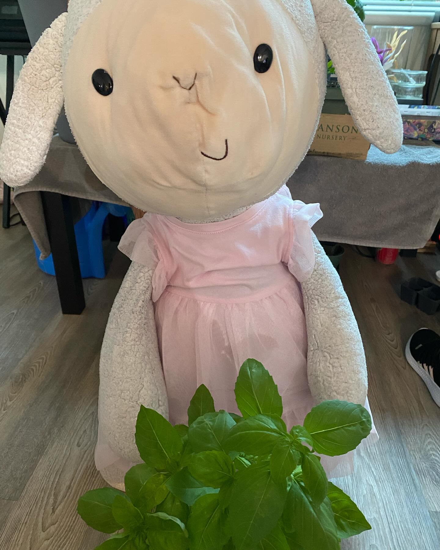 Basil plant is staying nice and warm indoors!