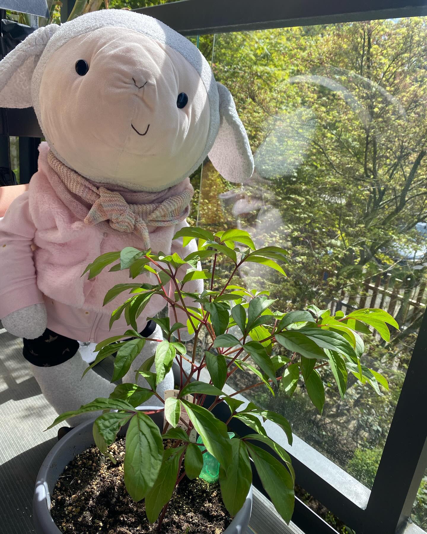 Sadly, this peony plant doesn’t have any buds on it 😢
I’m happy it’s still alive though!