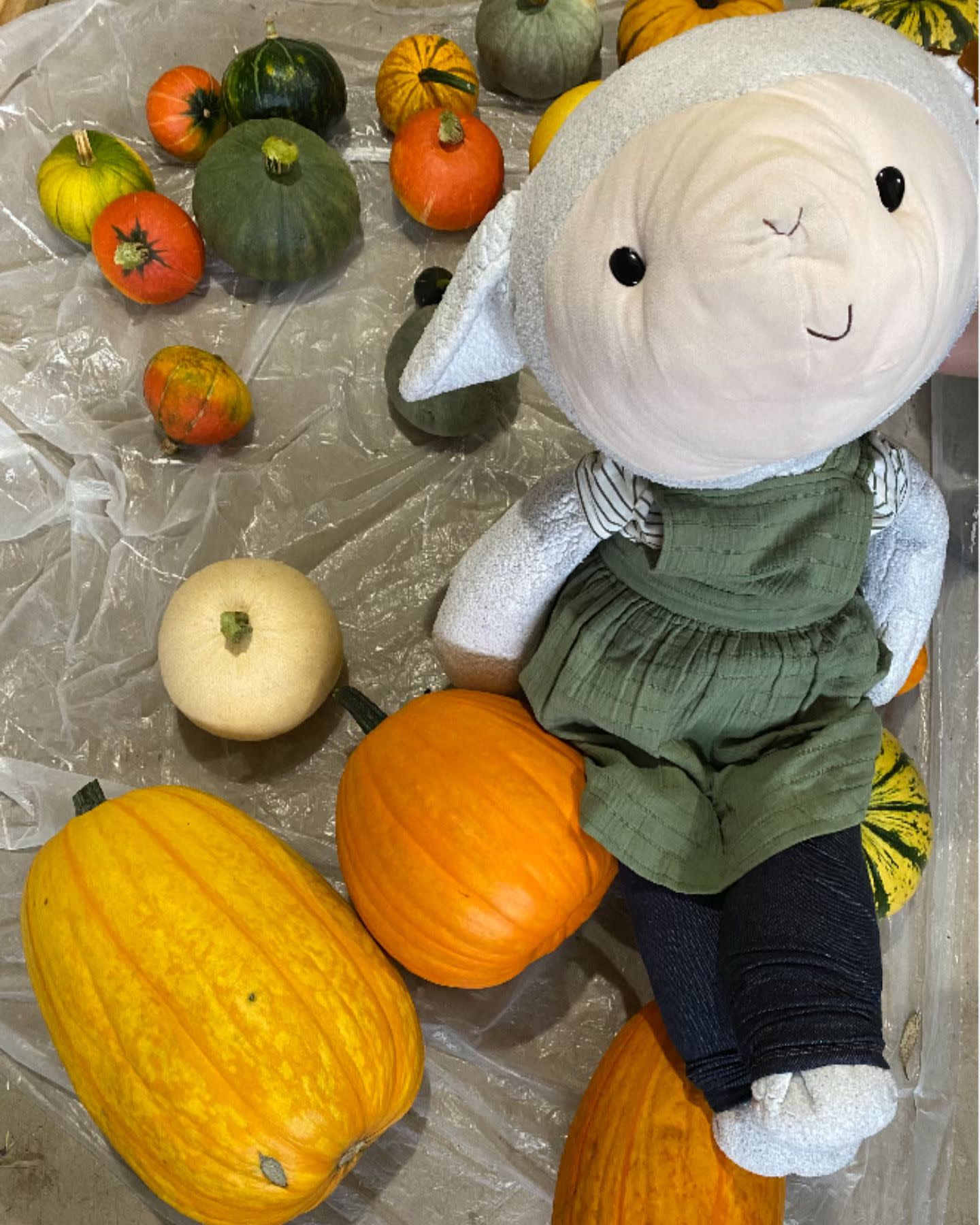 Look at my BIG pumpkin harvest!