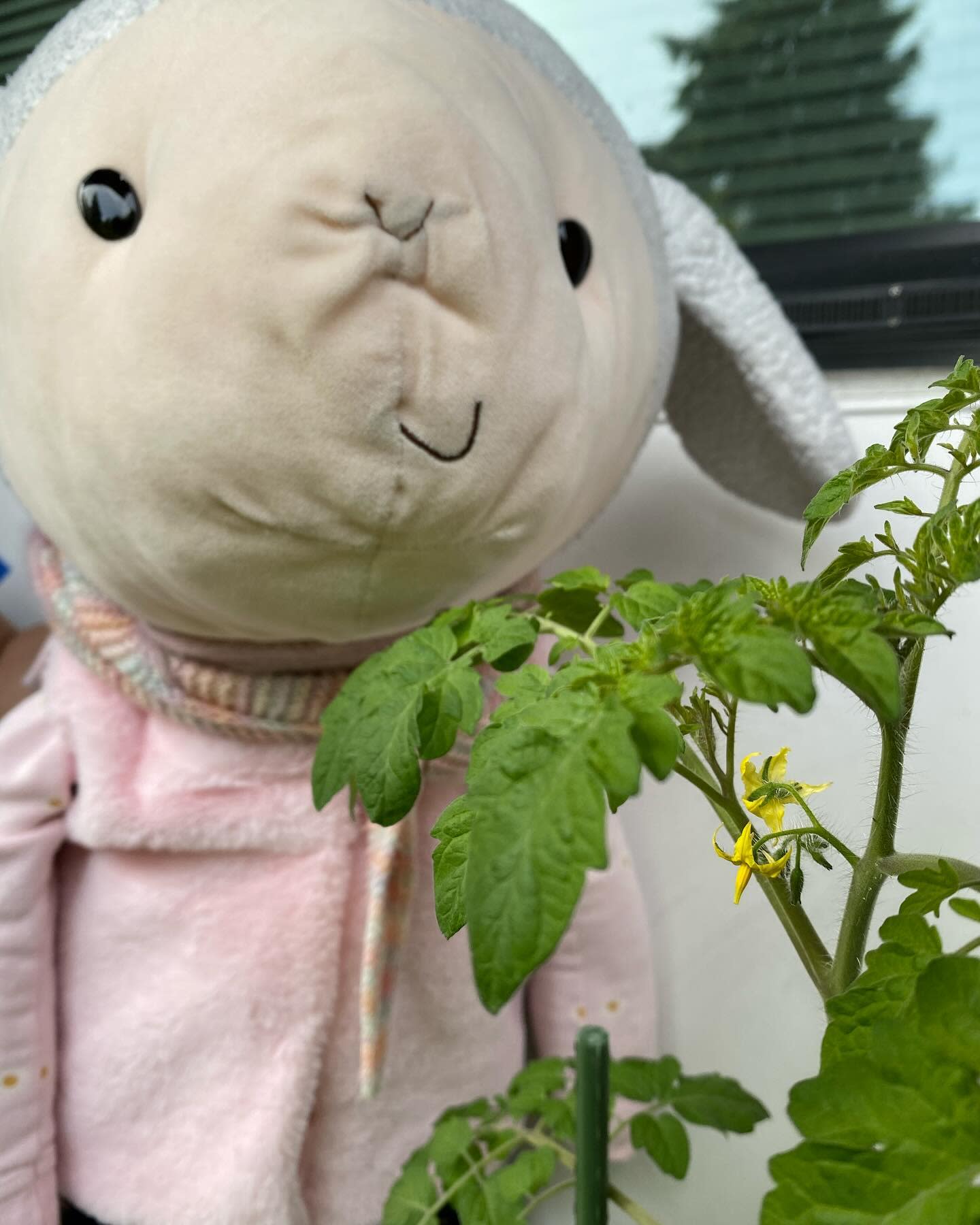 My tomato plant is flowering!
