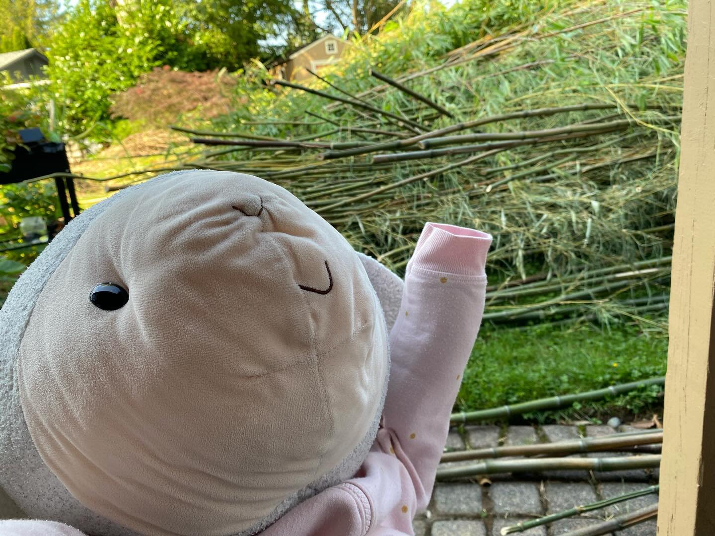Look at all of the bamboo I cut down during the weekend!