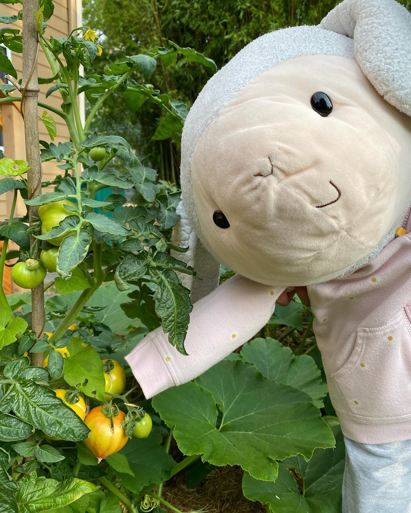 My Goliath tomatoes are finally ripening!!
