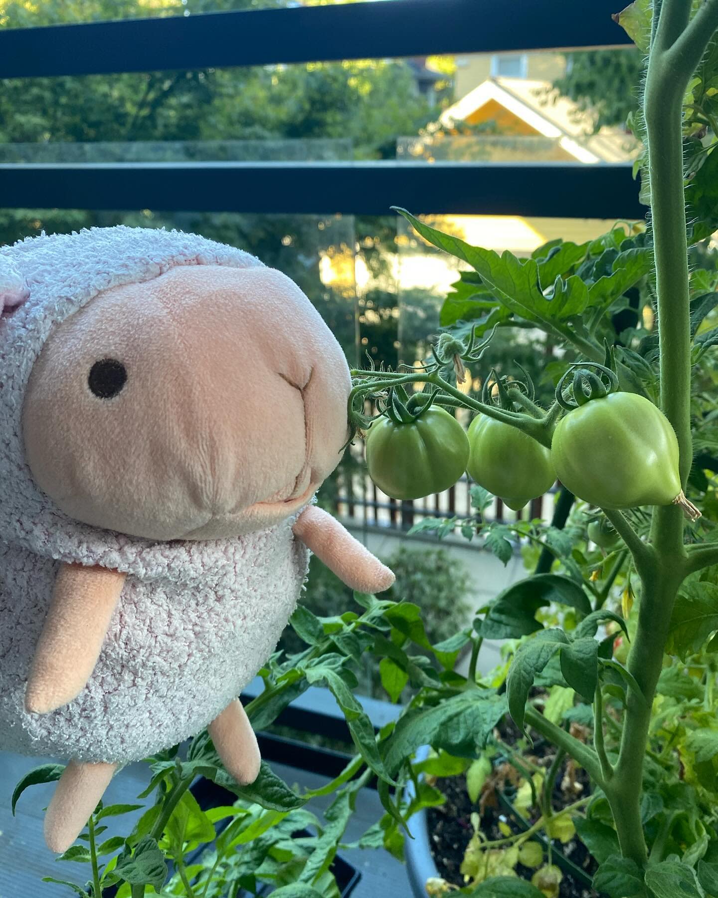 Will they be as big as my face?