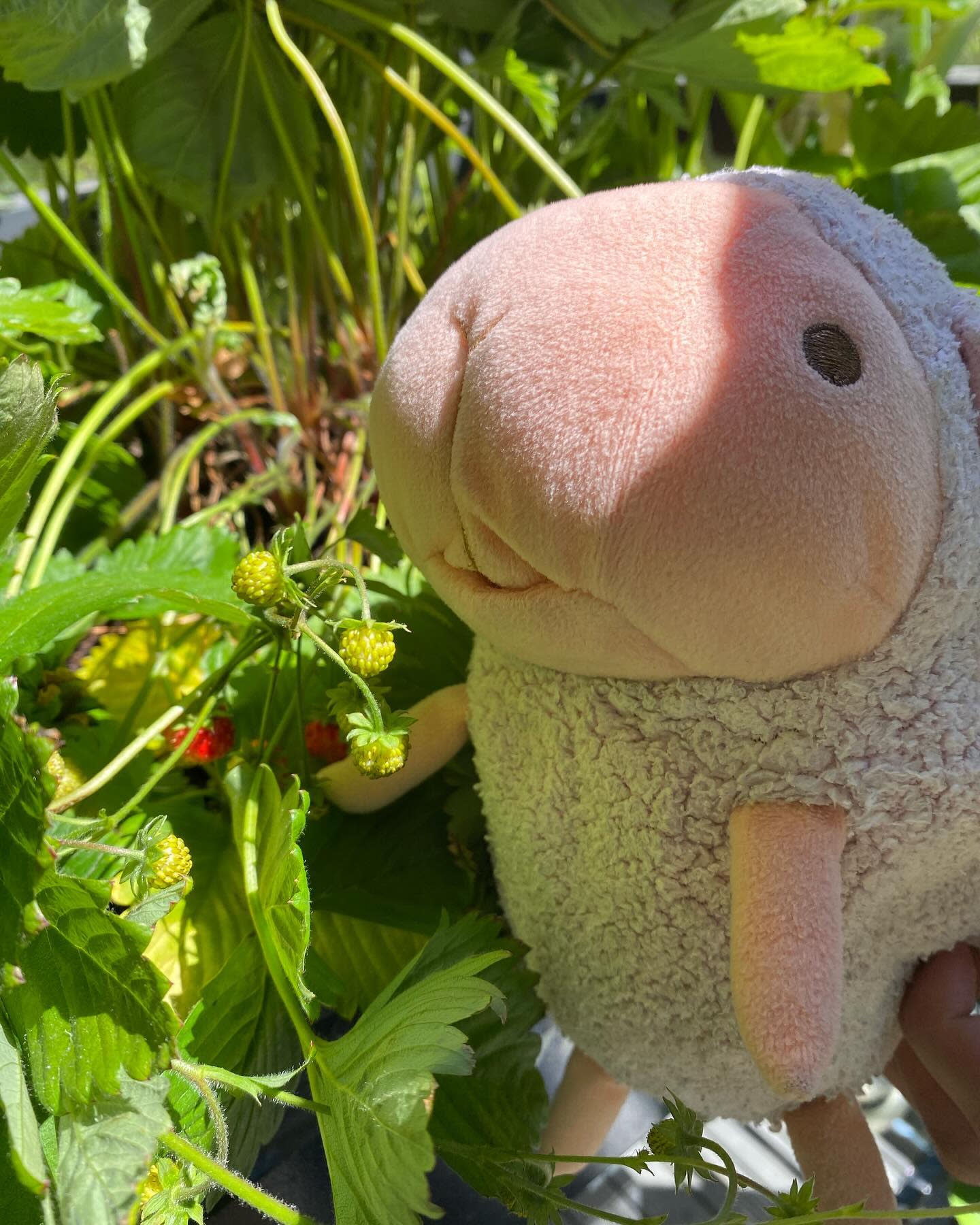 First strawberries of the season!