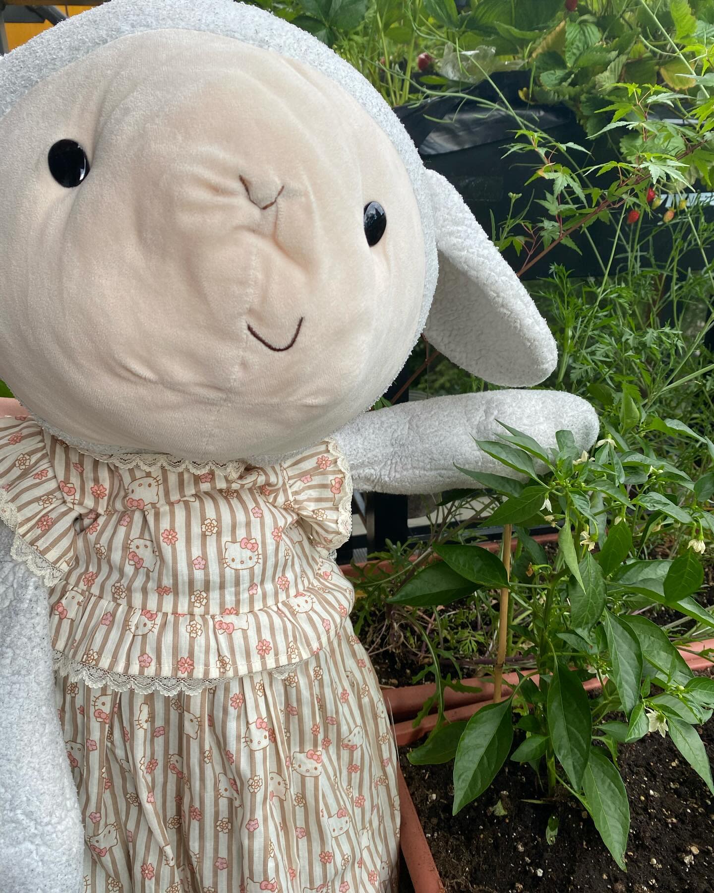 My pepper plant is doing well!