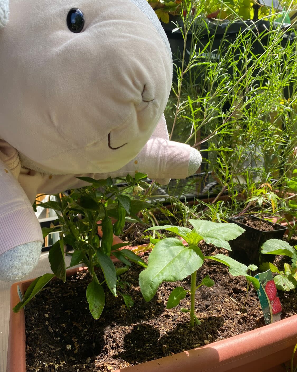 I planted a sunflower and it’s growing much faster now!