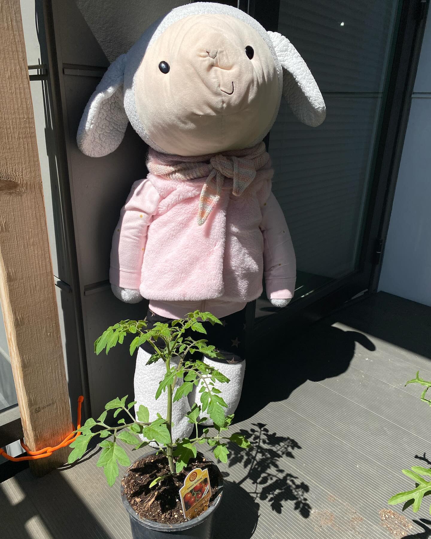 Update on my tomato: it’s growiiiiiing!