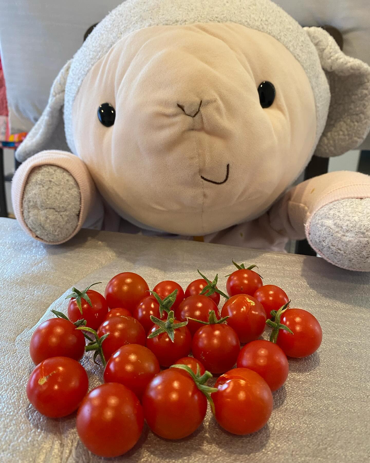 BIG sweet million cherry tomato harvest!