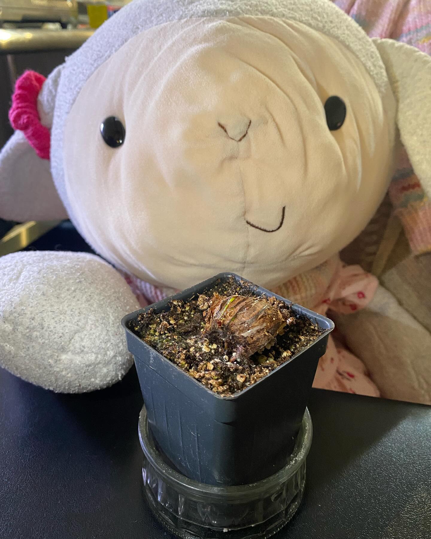 I have a secret…2 weeks ago, I noticed that my Leah Wilkerson sarracenia had rhizome rot 😱 I was too sad to share about it back then.