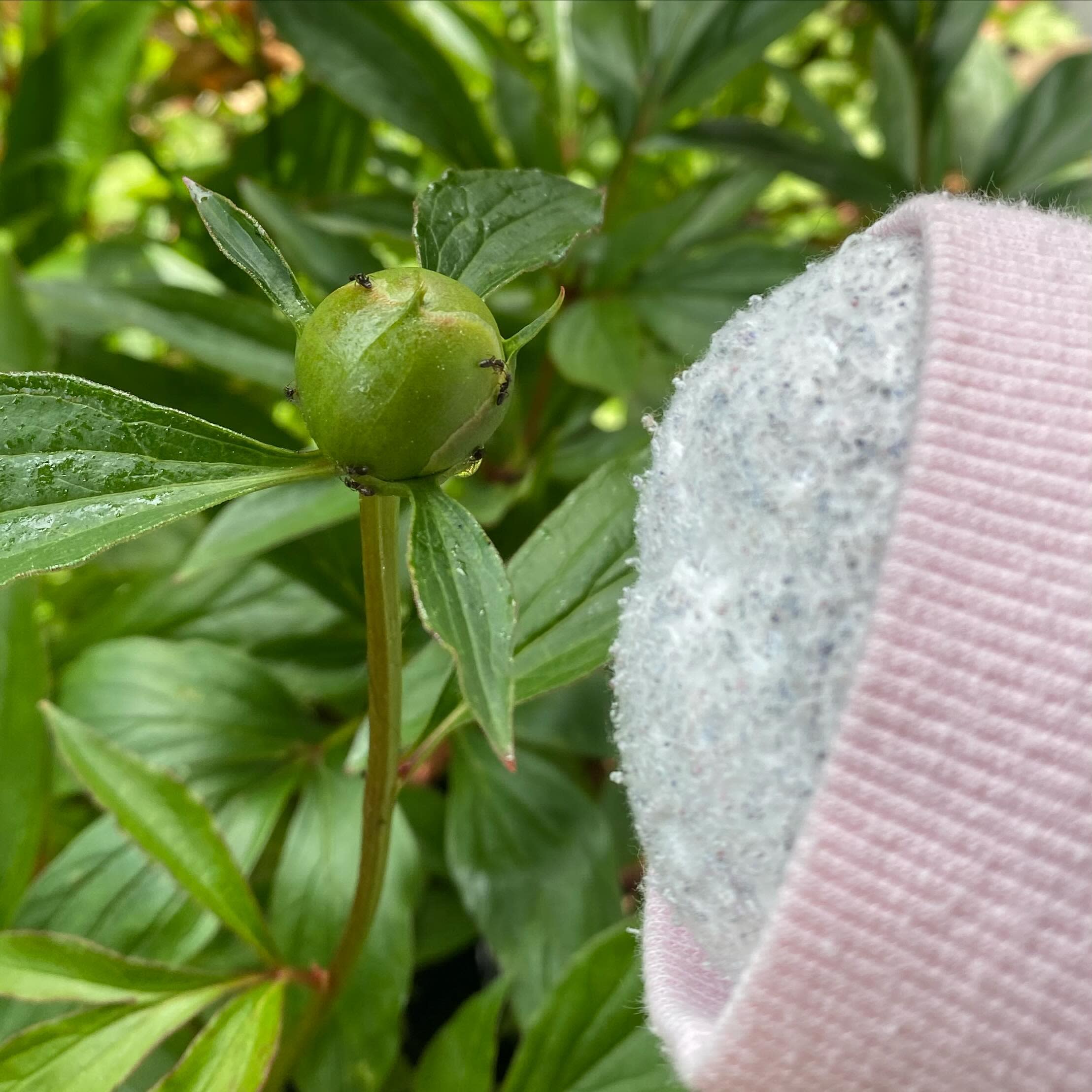 The ants are loving the sap coming out of the peony bud!