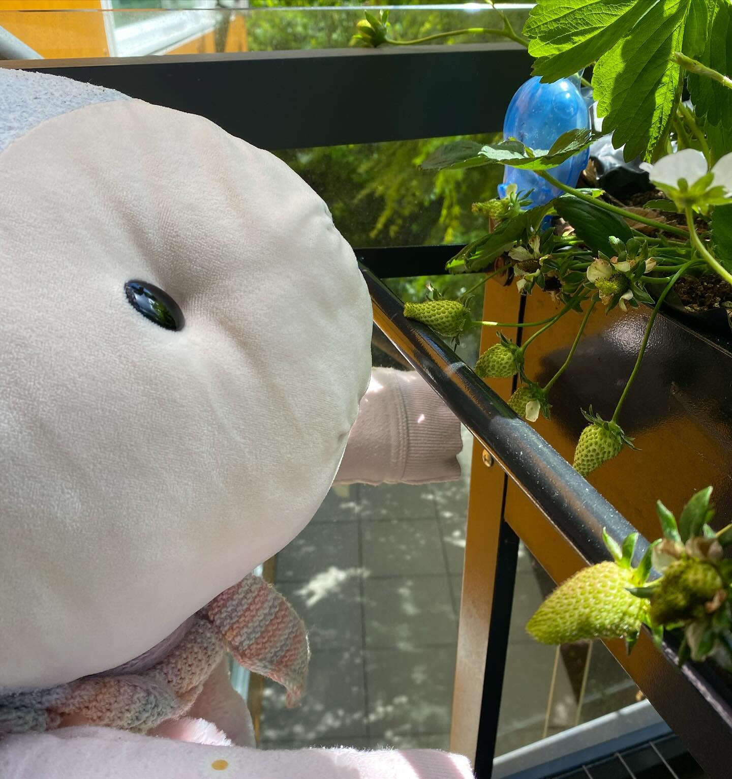 Update on my strawberries: getting bigger!