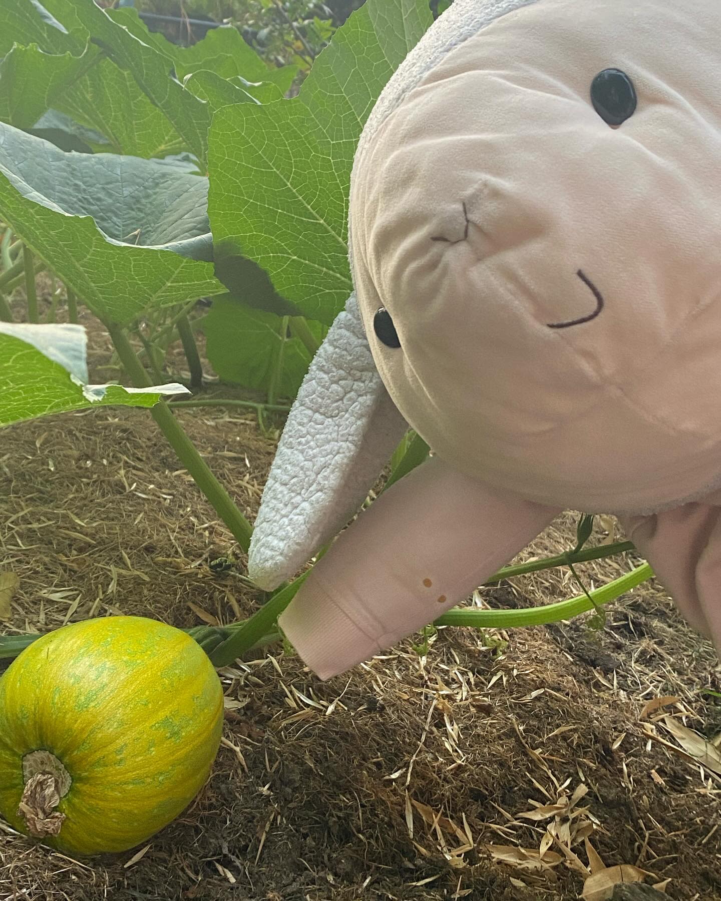 Hi everyone!