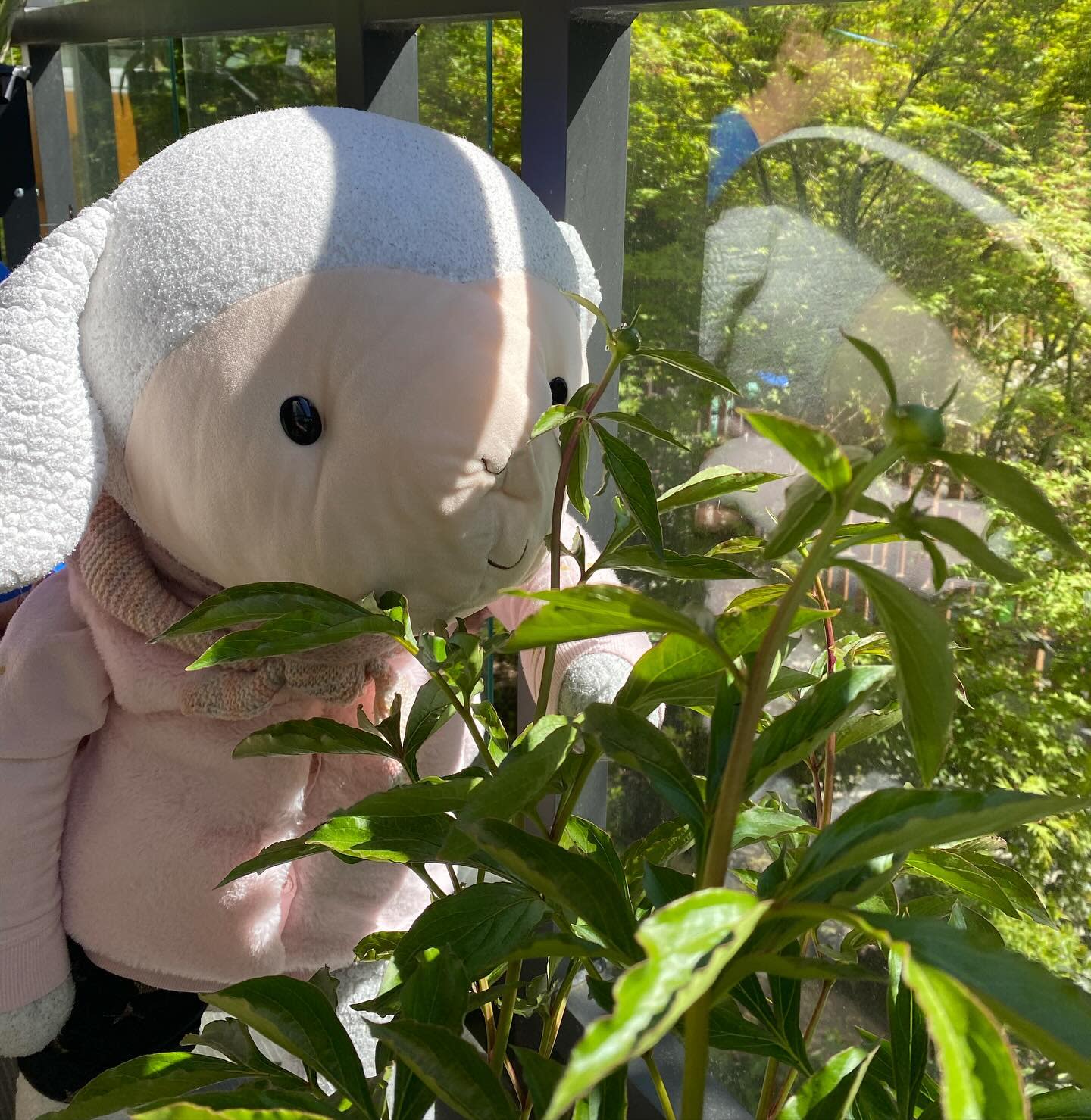 I spent my lunch time outside looking at my peonies!