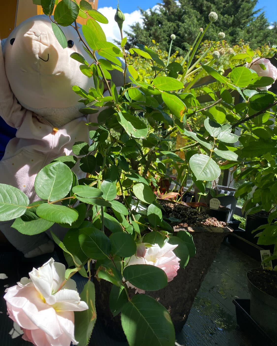 More rose buds are blooming!