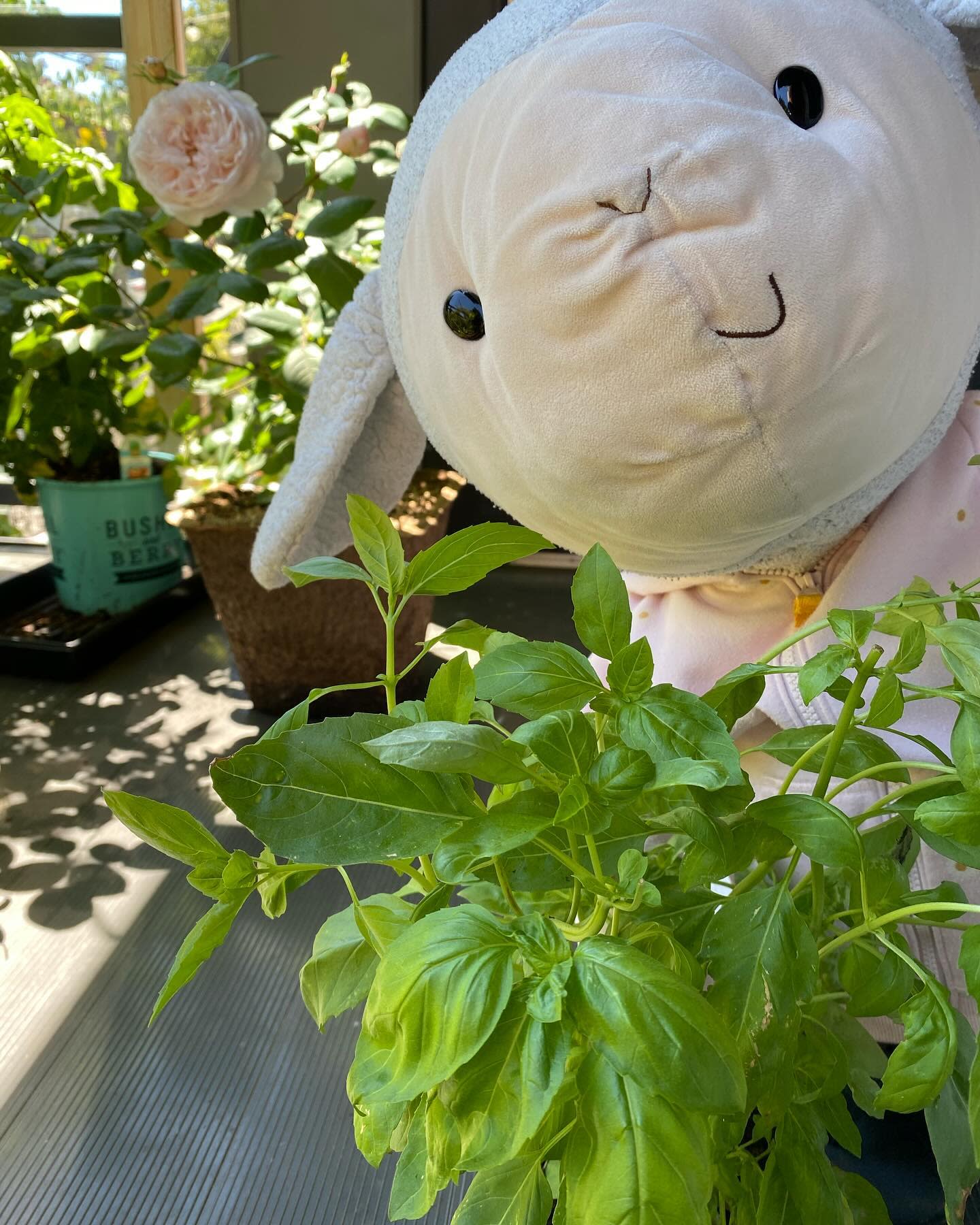 My basil plant is looking pretty happy!