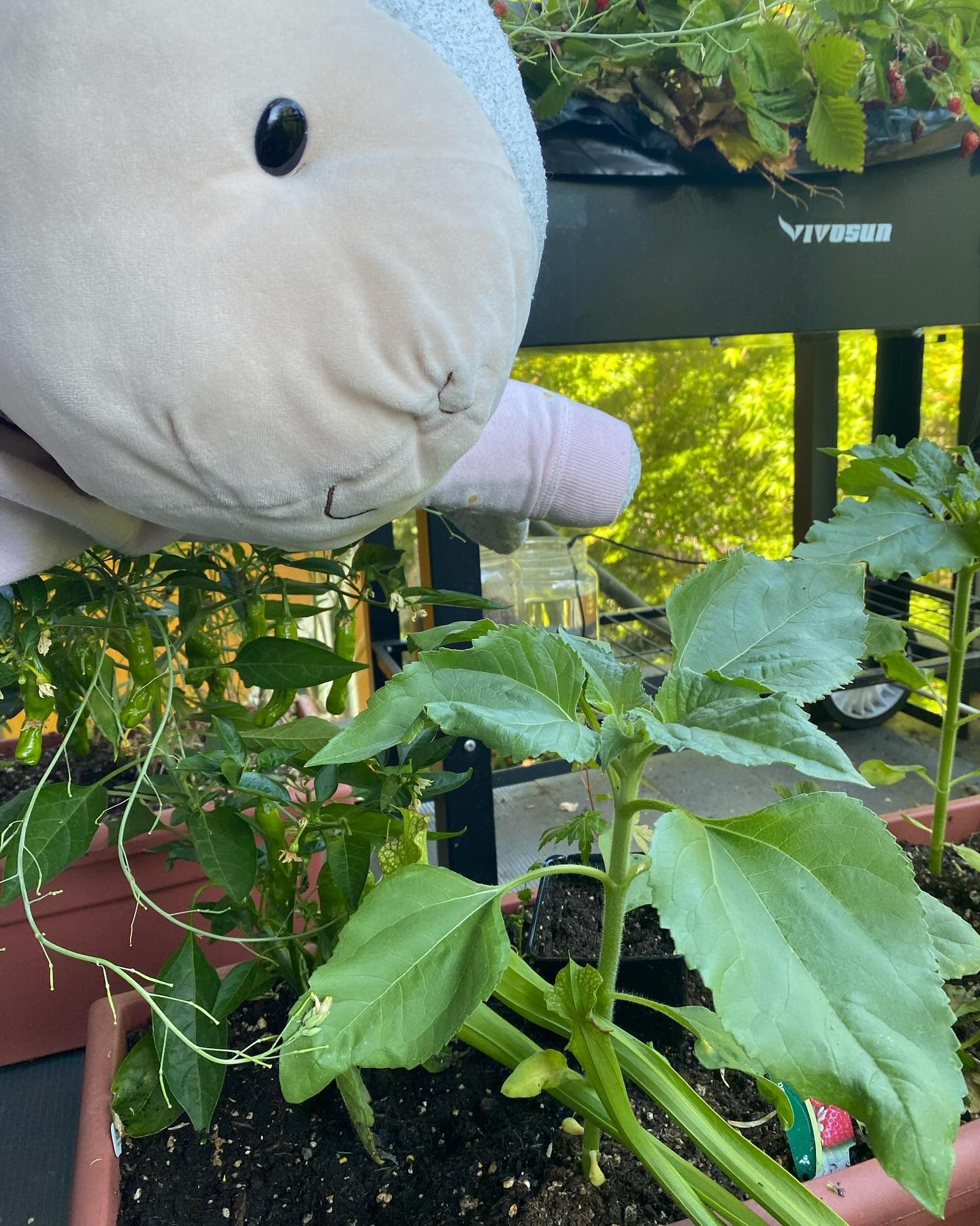 Update on my sunflower!