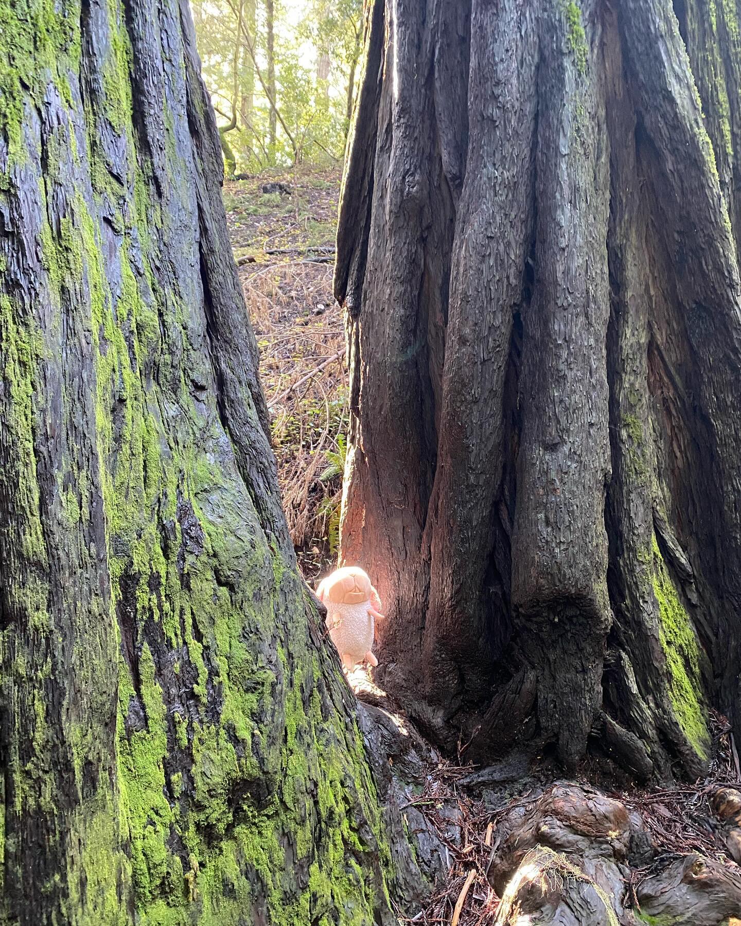 I found a really nice spot in between these trees that made me glow!